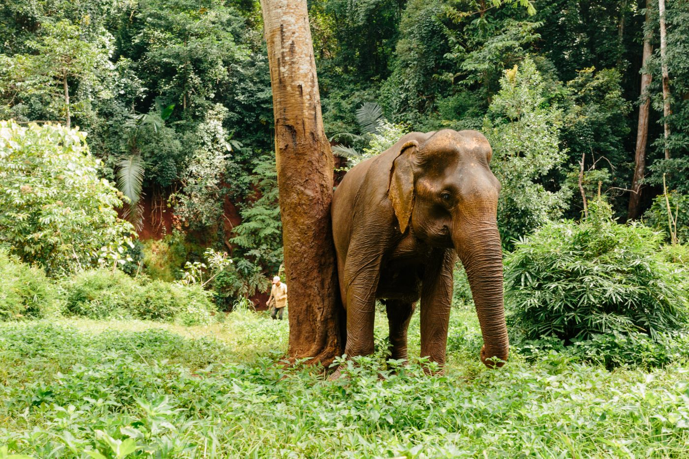 野生动物伦理旅游:Mondulkiri EVP大象
