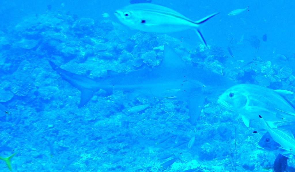 潜水哥斯达黎加，牛鲨