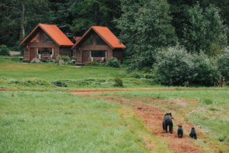 特威德斯米尔公园小屋的荒野逃生:加拿大灰熊的栖息地