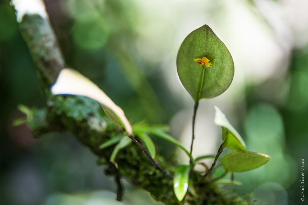 哥斯达黎加发现了最小的兰花。Monteverde、哥斯达黎加
