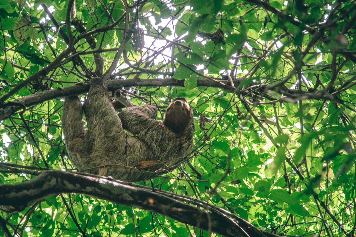 阿雷纳尔的树懒，哥斯达黎加