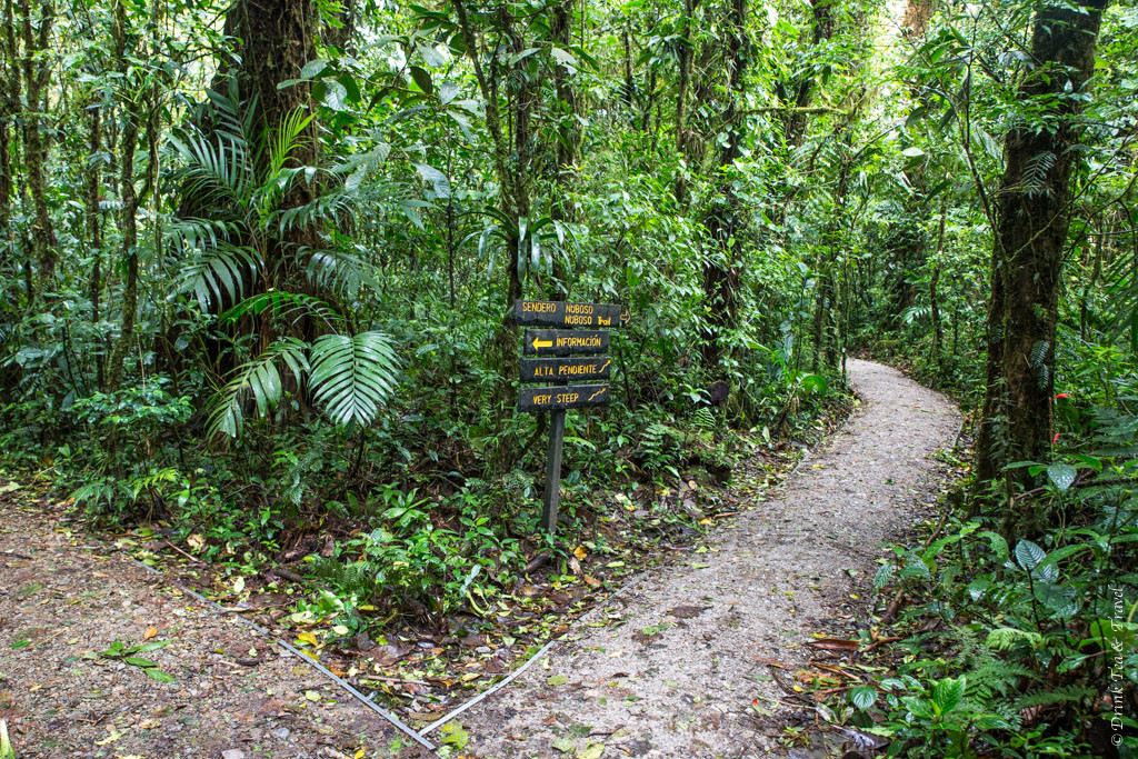 蒙特维德云雾森林保护区，哥斯达黎加