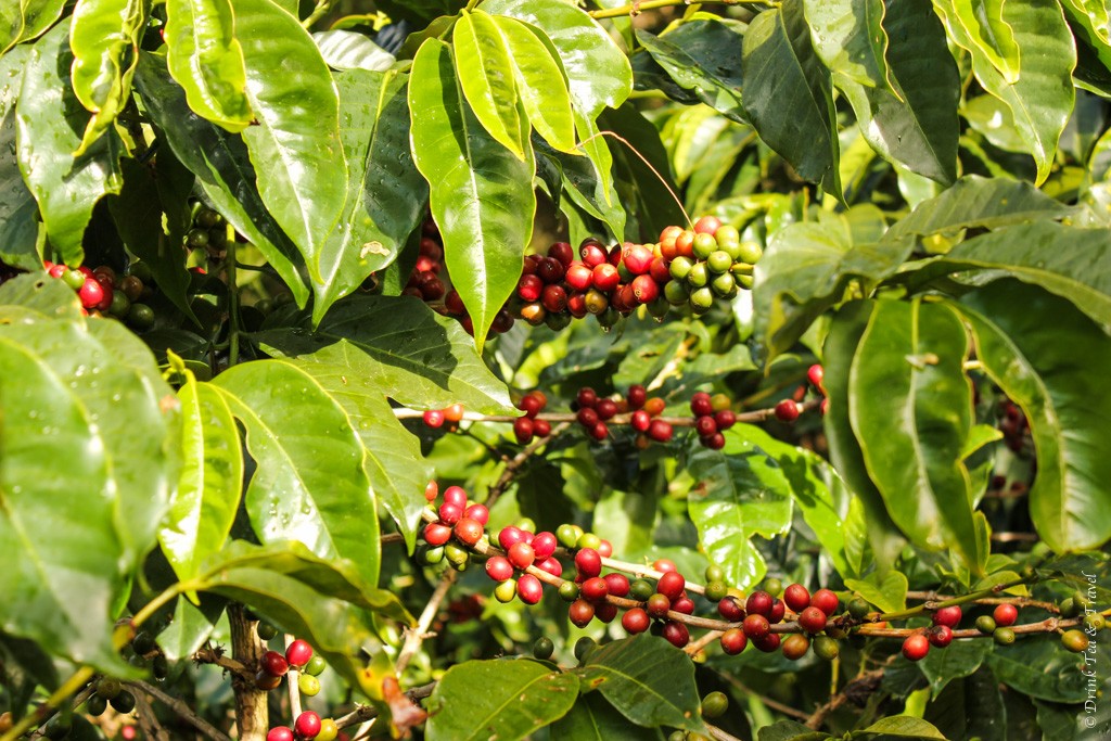 游览蒙特维德云森林的理由:蒙特维德唐璜咖啡种植园的咖啡树
