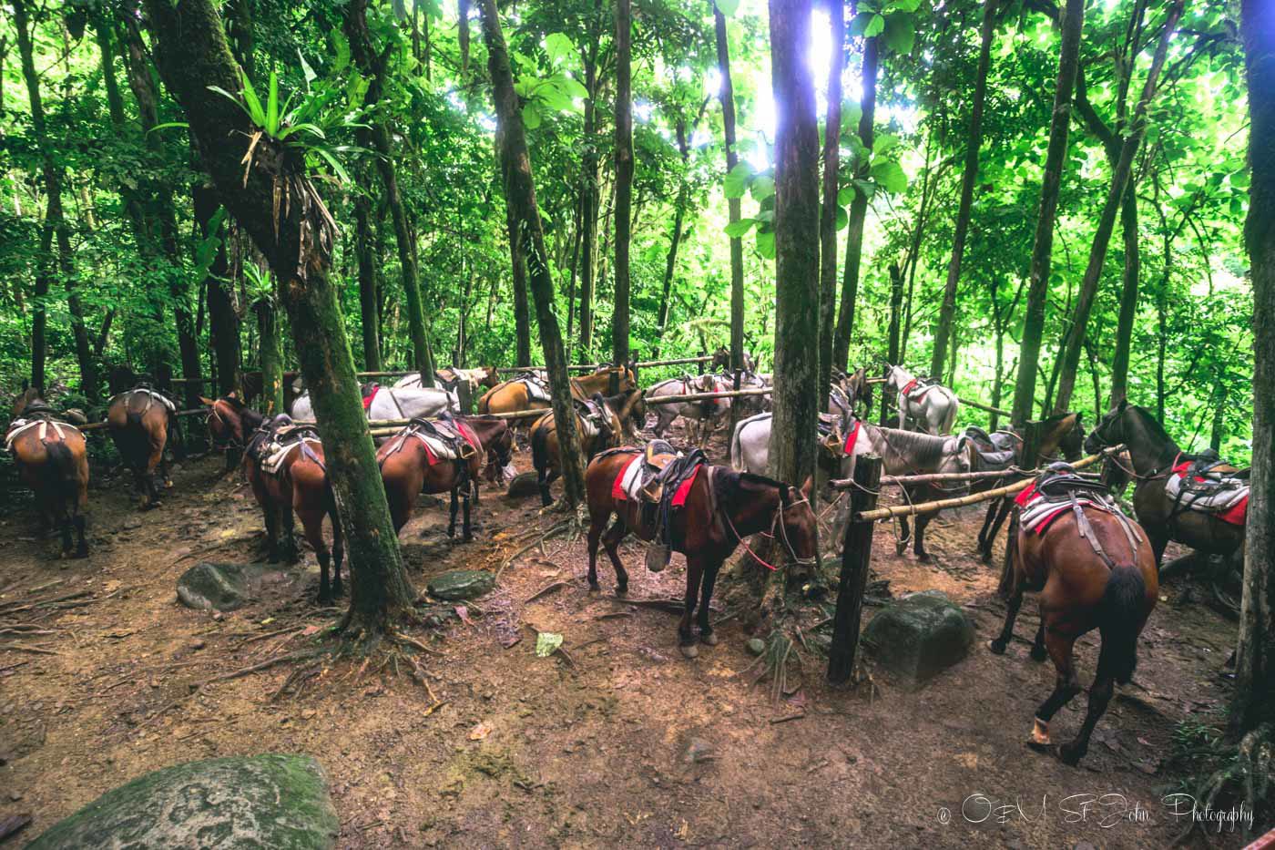 哥斯达黎加瑙亚卡瀑布的骑马之旅