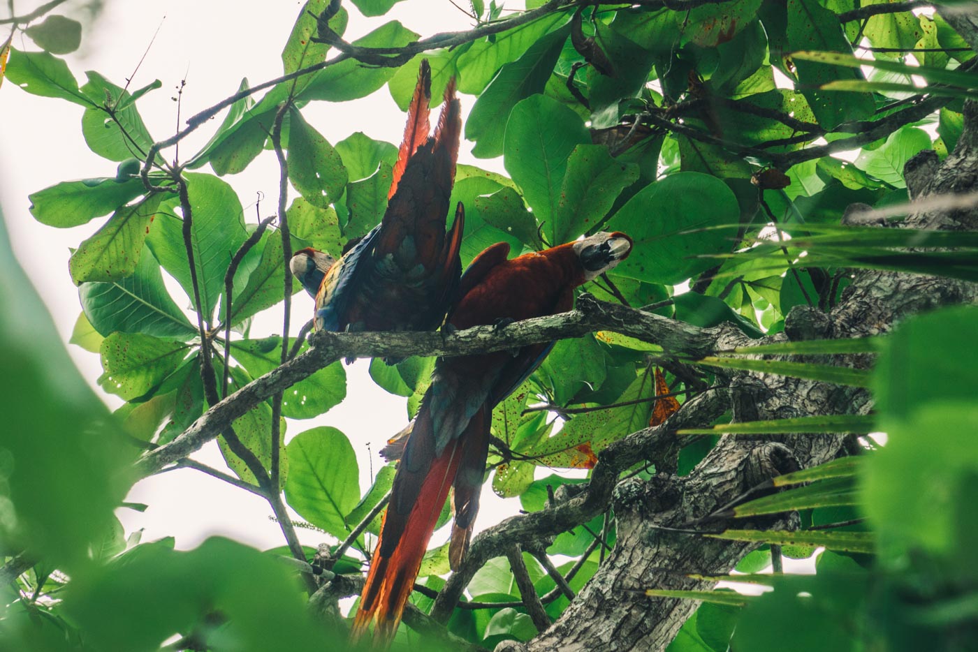 哥斯达黎加奥萨半岛:科科瓦多国家公园里有很多鹦鹉