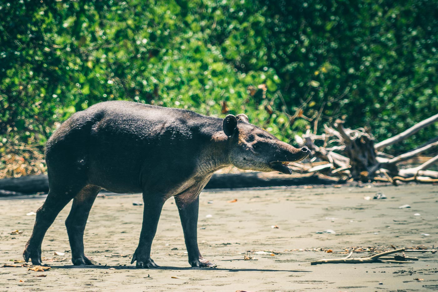 哥斯达黎加，奥萨半岛，科尔科瓦多国家公园里的贝尔德貘