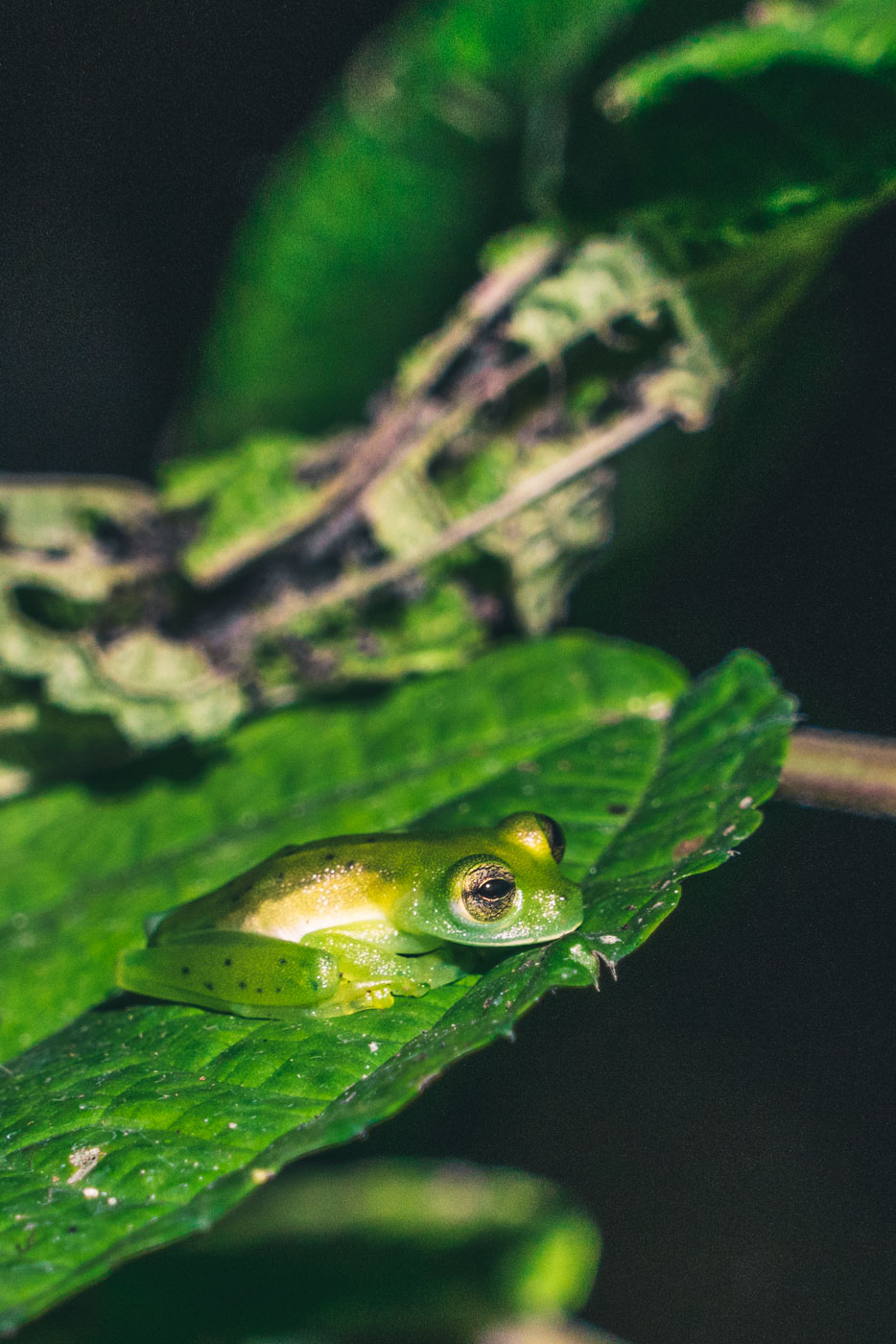 哥斯达黎加希门尼斯港:科尔科瓦多公园里的青蛙