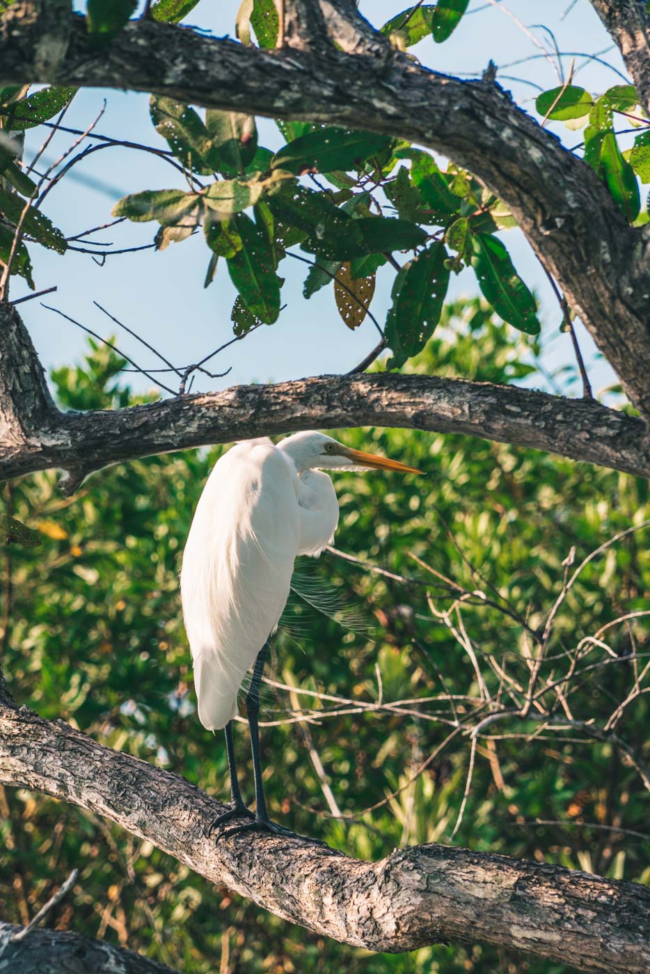 哥斯达黎加希门尼斯港:观鸟
