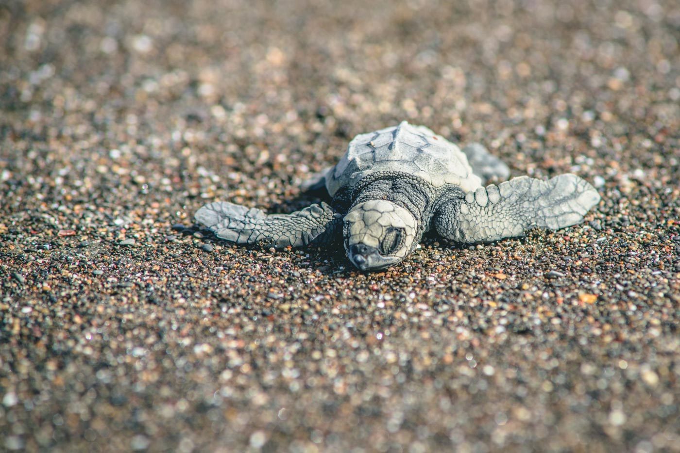 哥斯达黎加海滩上的小海龟