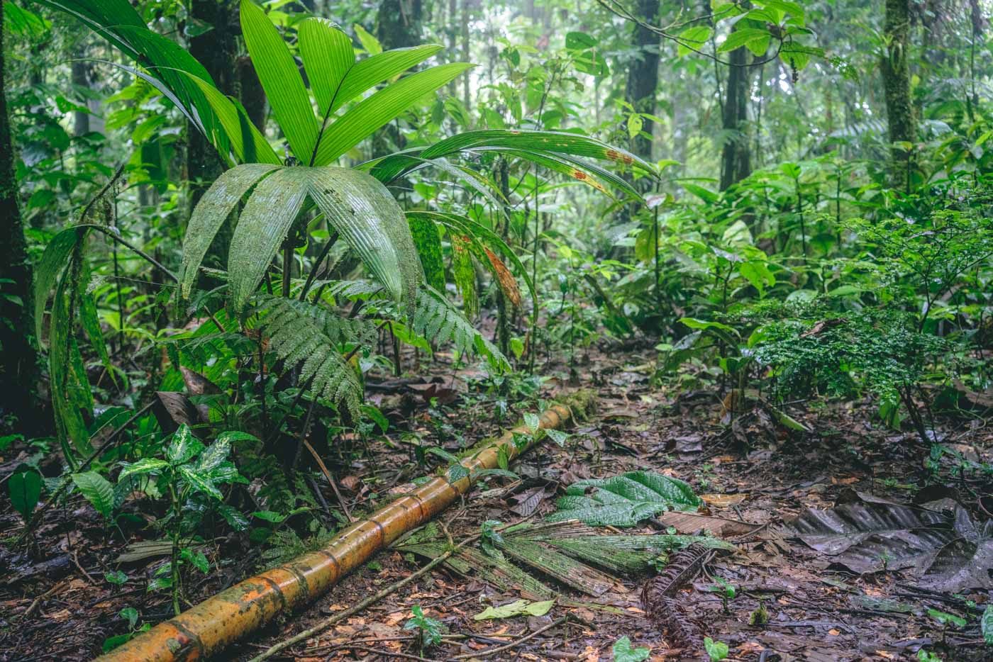 哥斯达黎加:Tenorio国家公园
