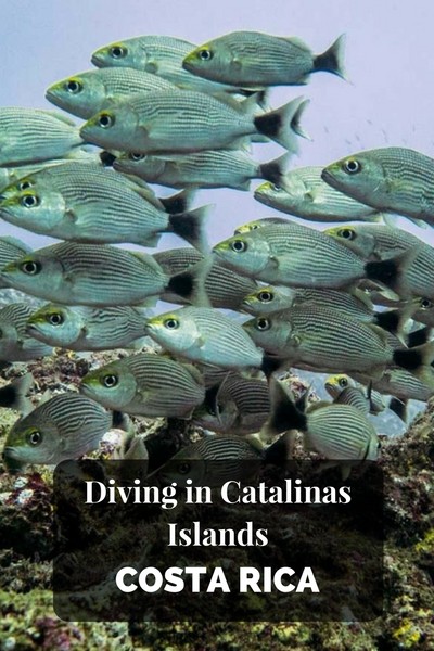 在哥斯达黎加的Catalinas群岛潜水