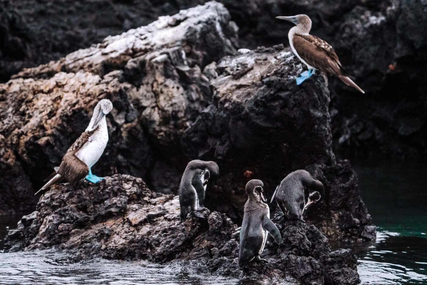 企鹅，加拉帕戈斯群岛