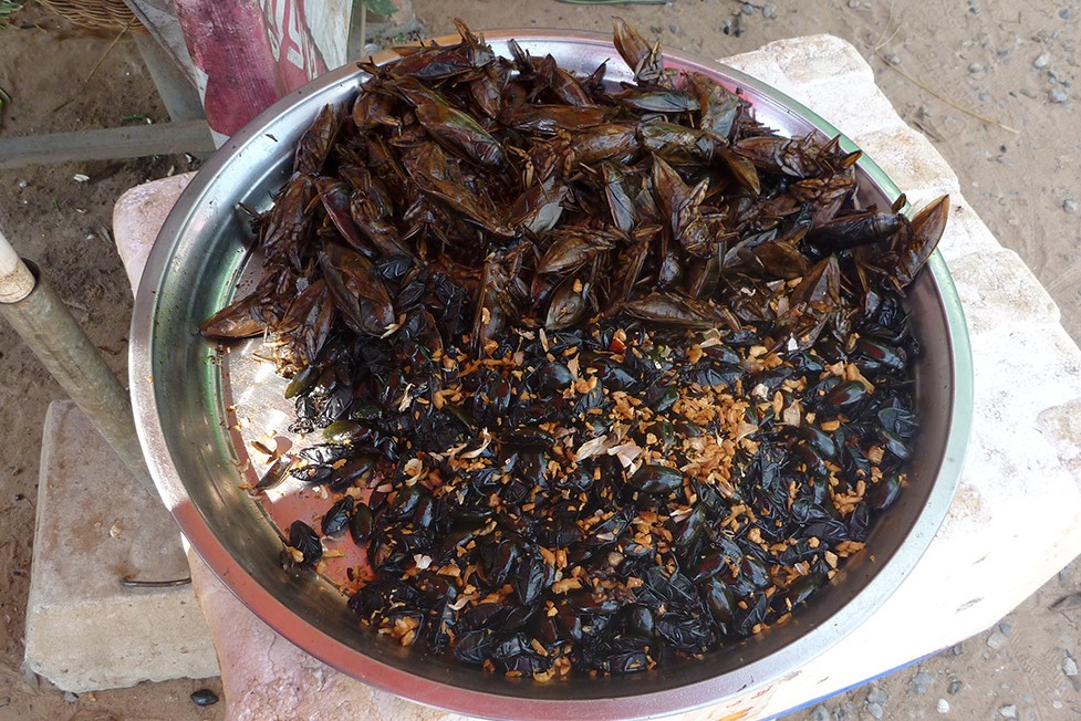 炸甲虫蛾。柬埔寨的食物