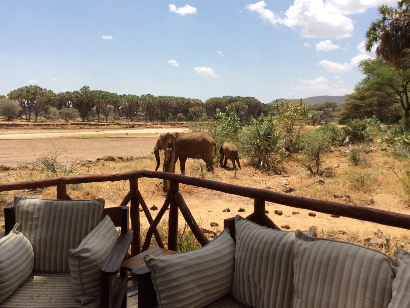 Luxury Camps in Kenya: mother and her calf