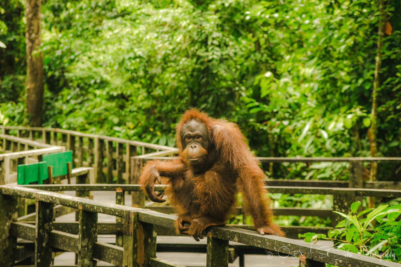 西碧洛猩猩康复中心的一只猩猩。沙巴。马来西亚婆罗洲