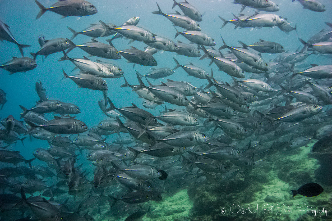 西帕丹岛附近的杰克鱼群。潜水。沙巴。马来西亚