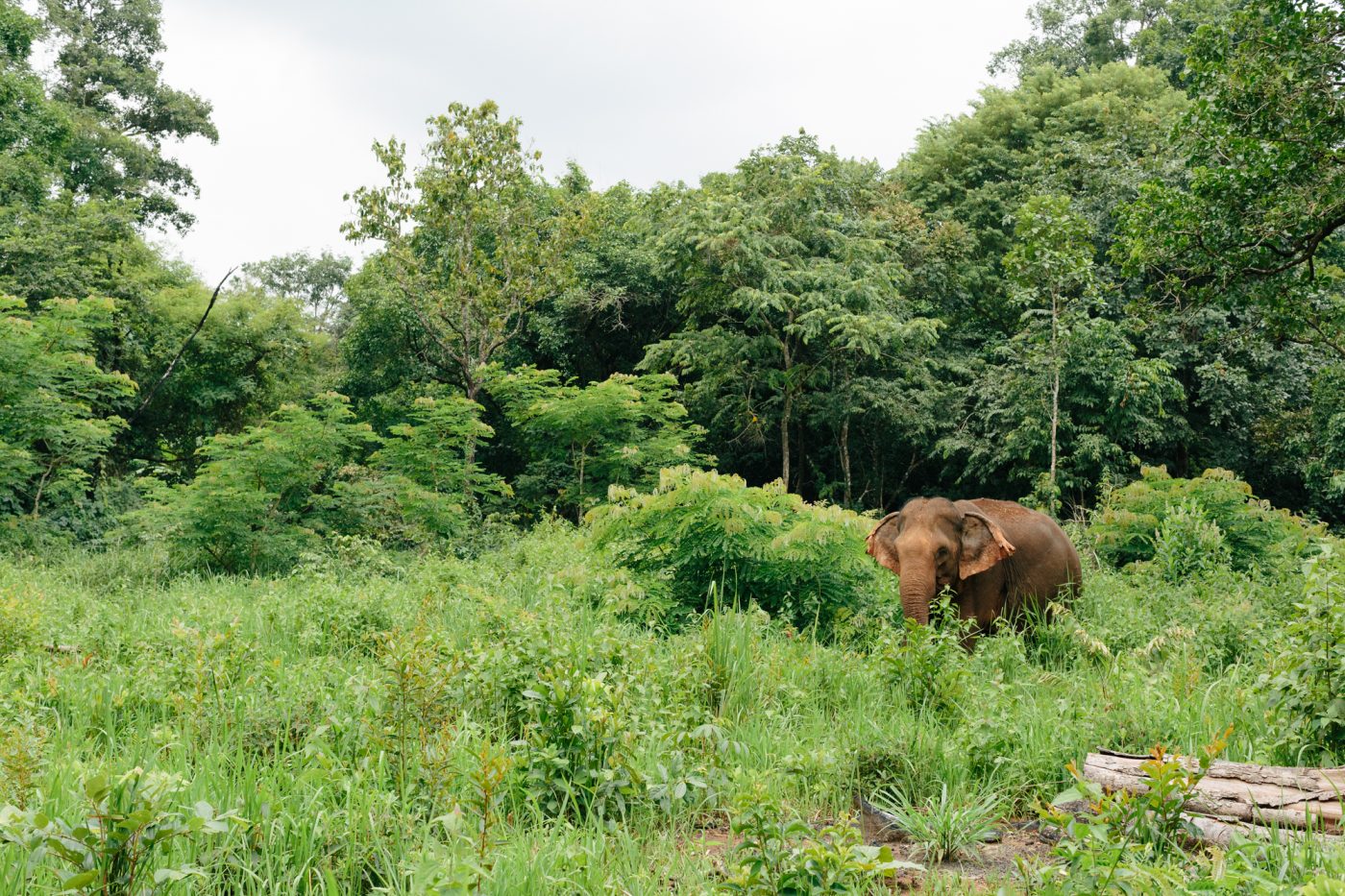 伦理野生动物旅游:Mondulkiri EVP大象