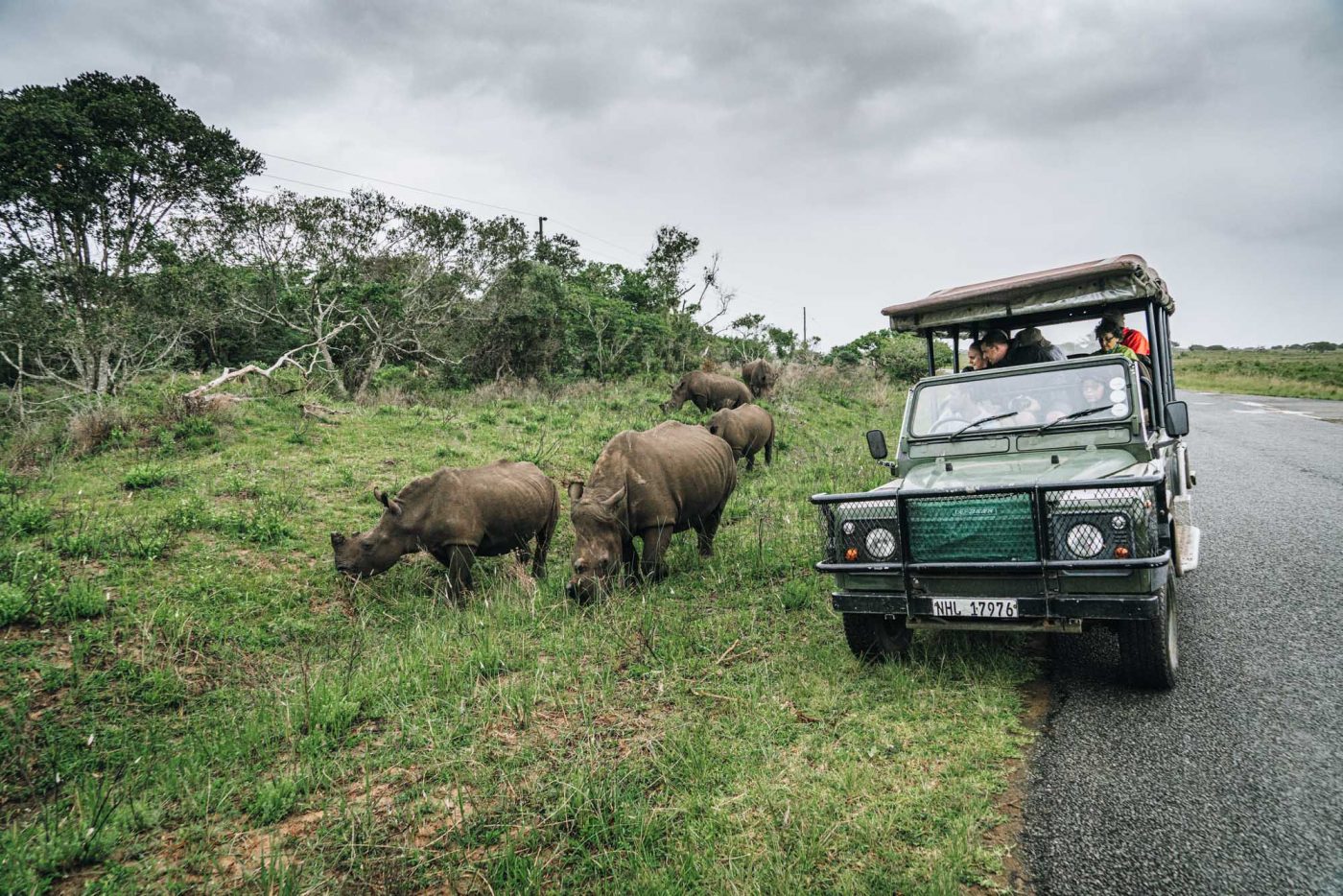 在iSimangaliso国家公园遭遇犀牛