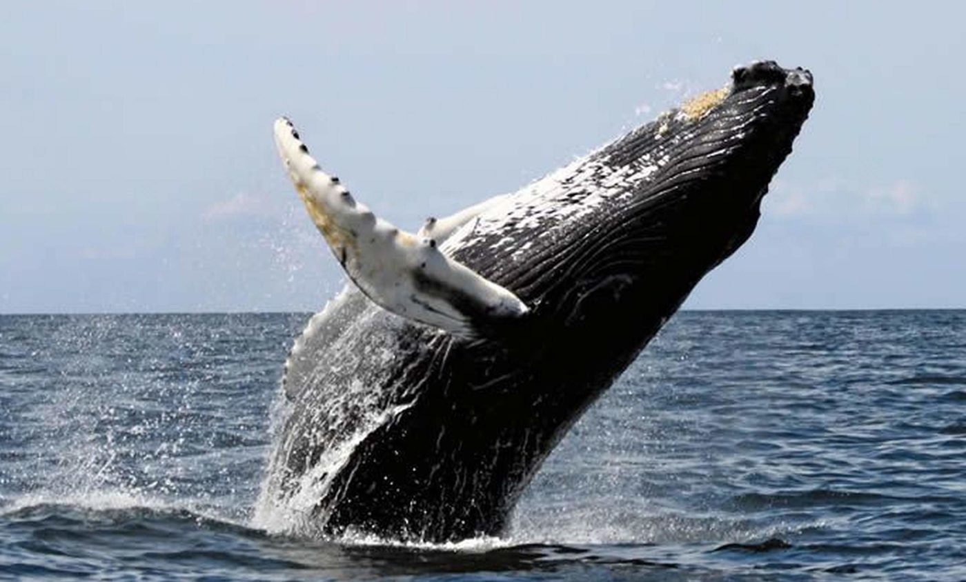 Things to do in Punta Uvita, Humpback Whale spotted in Costa Ballena. Puntarenas. Costa Rica
