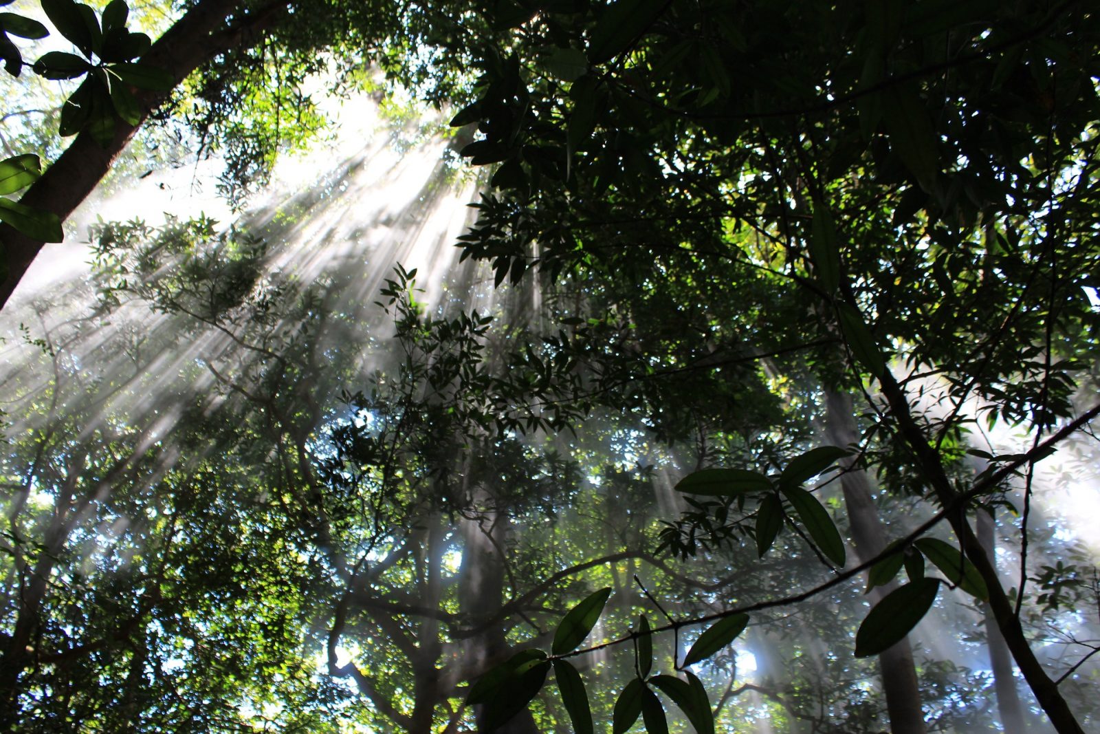 蒙特维德云林:阳光透过云林中的树木
