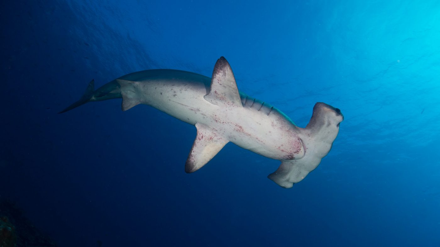 哥斯达黎加潜水指南，双髻鲨